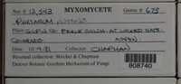 Physarum nutans image